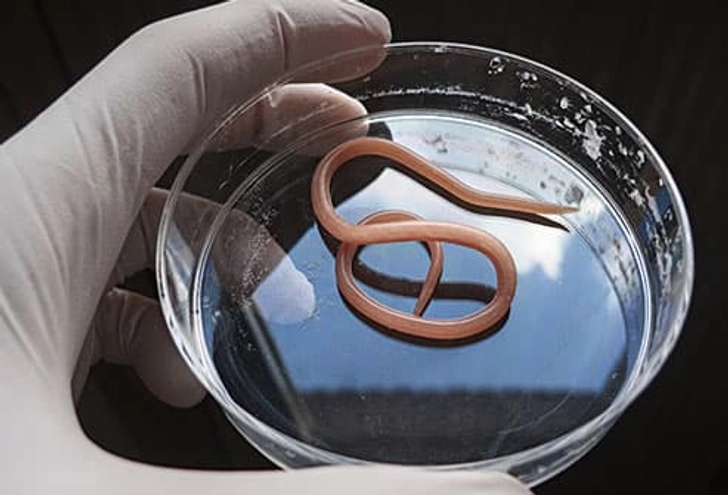 Roundworms Roundworms