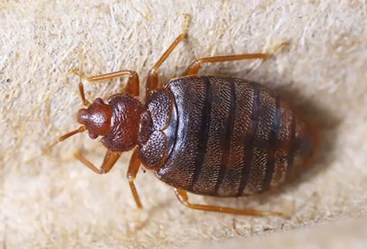 Bedbugs