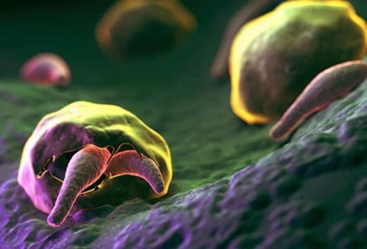 Cryptosporidium Cryptosporidium