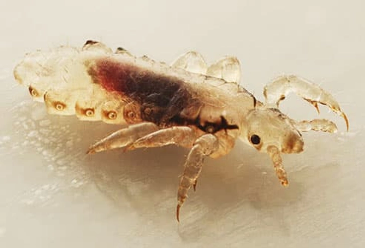 Lice Lice