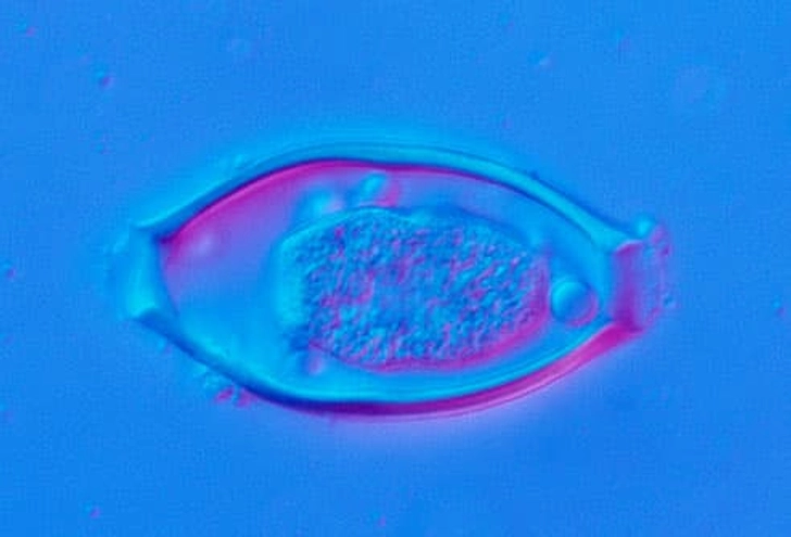 Good-Guy Parasites? Good-Guy Parasites?