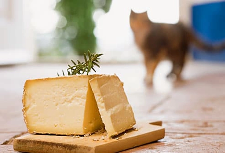 Cheese