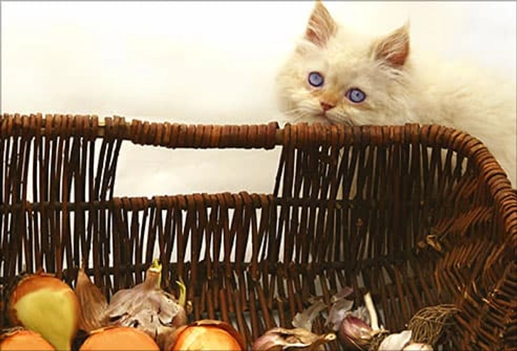 Foods Cats Shouldn’t Eat