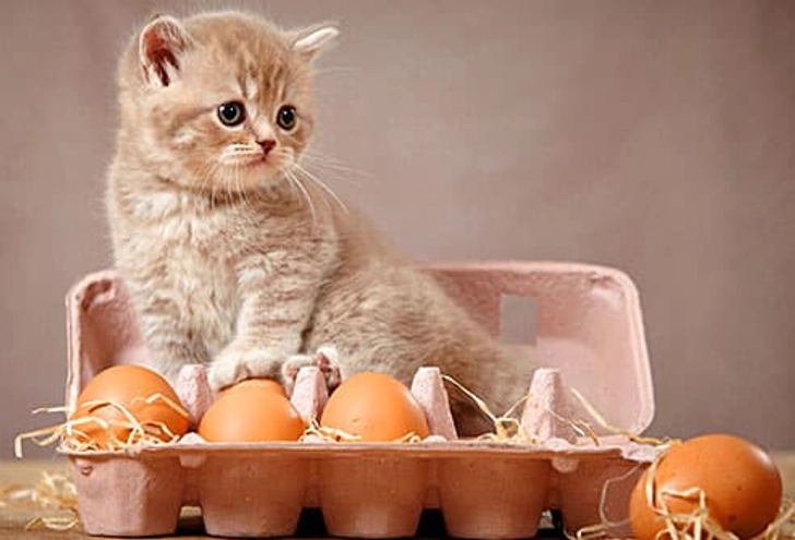 Eggs