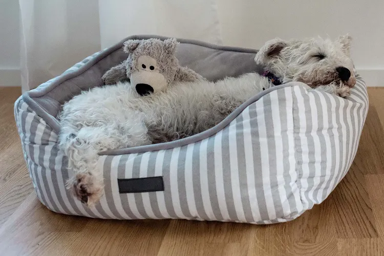 photo of dog sleeping in dog bed