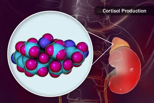 photo of cortisol production