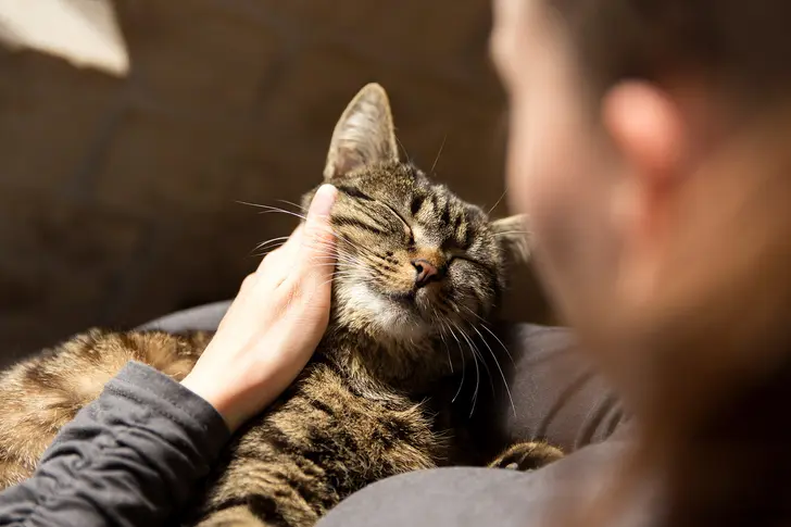 Migraines and Pet Ownership Migraines and Pet Ownership