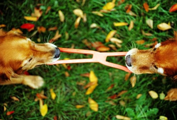 Pet Treats for Dental Health Pet Treats for Dental Health