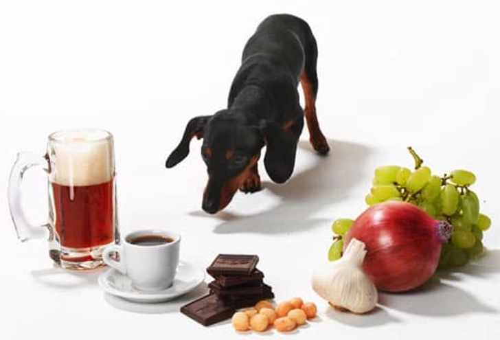 Steer Clear of Toxic Foods