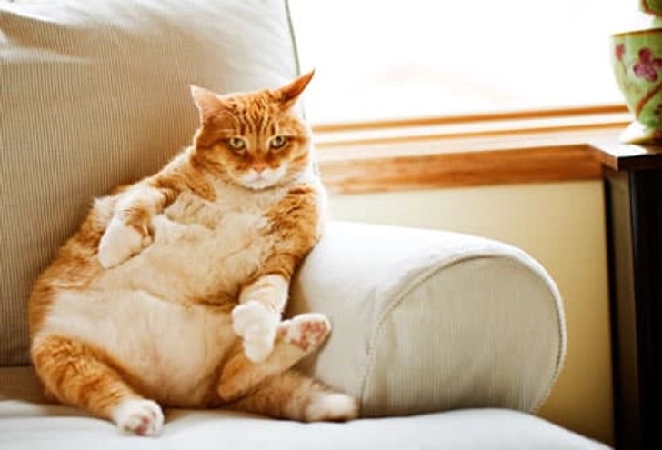Lean Treat Options for Cats