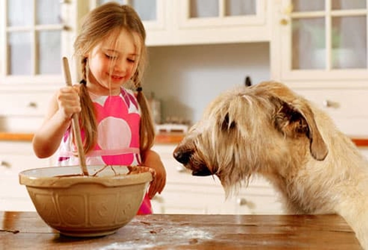 Making Your Own Pet Treats Making Your Own Pet Treats