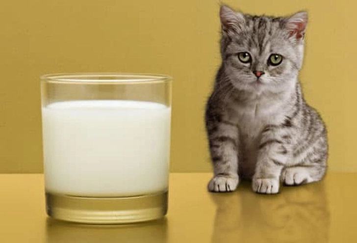 Pet Treats to Avoid