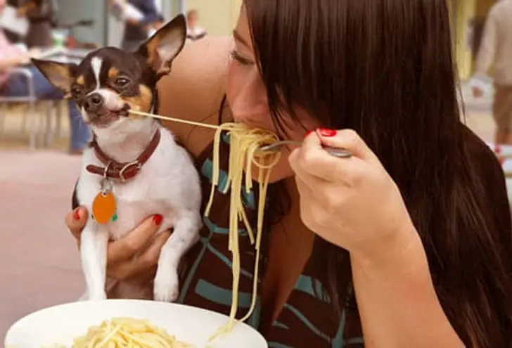 People Food as a Pet Treat