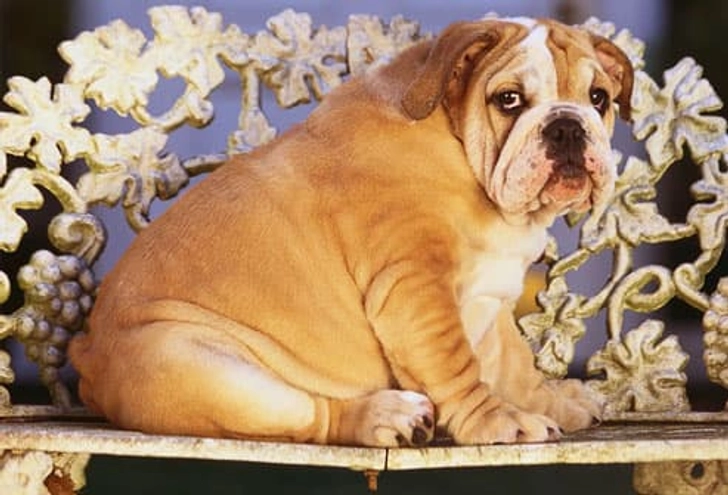 Pet Treats: Calories Count