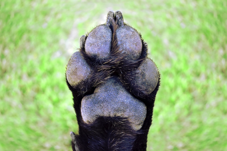Protection for Your Pet’s Paws