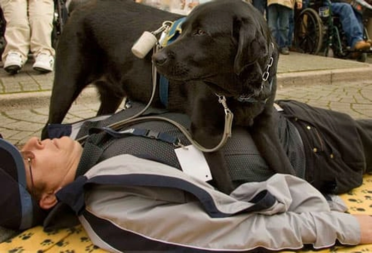 Seizure Dogs Seizure Dogs