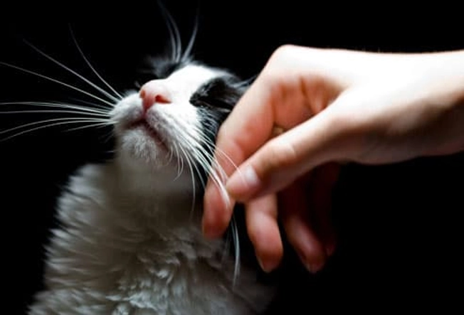Fewer Strokes Among Cat Owners