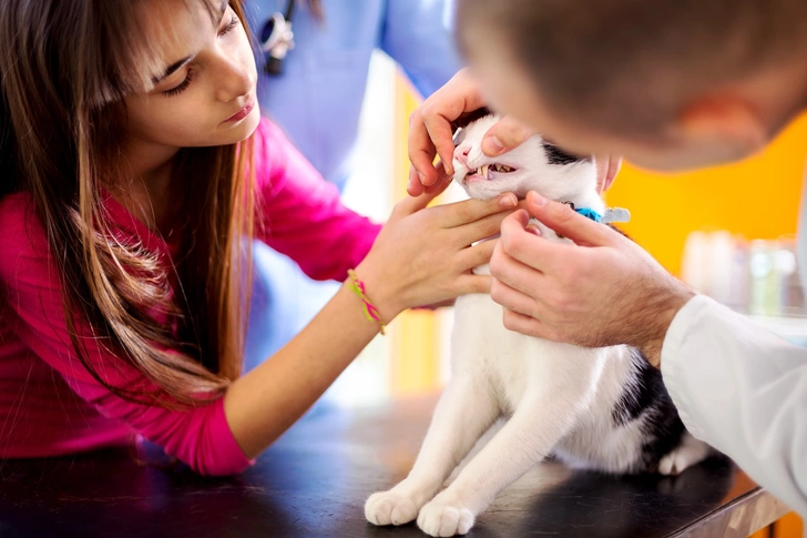 Take Extra Care With Cats Take Extra Care With Cats