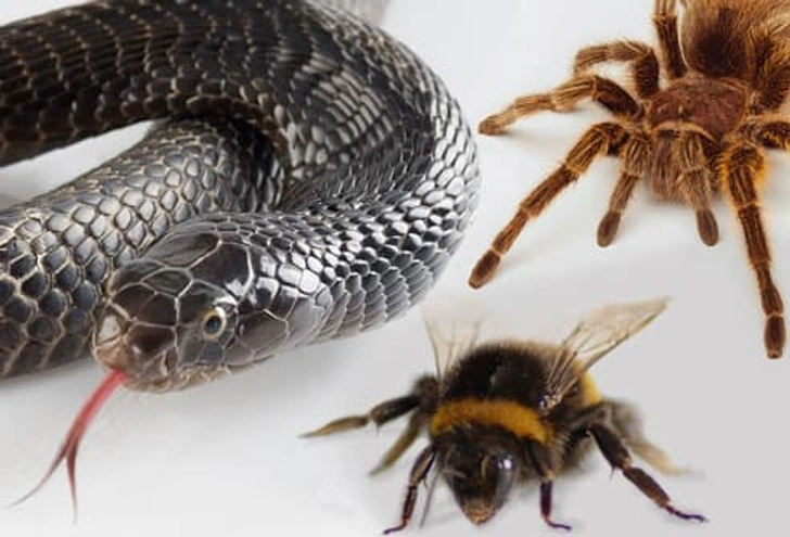 Zoophobia: A Menagerie of Fears