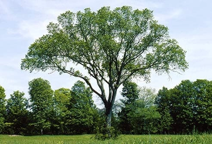 Elm