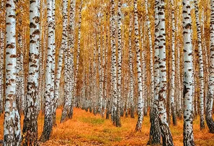 Birch Birch