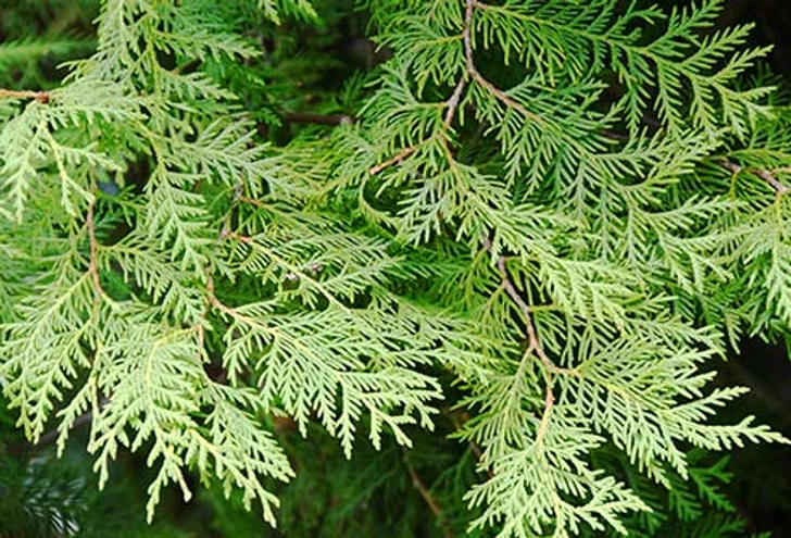 Cedar