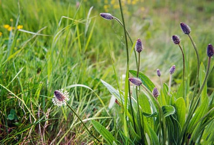 English Plantain English Plantain
