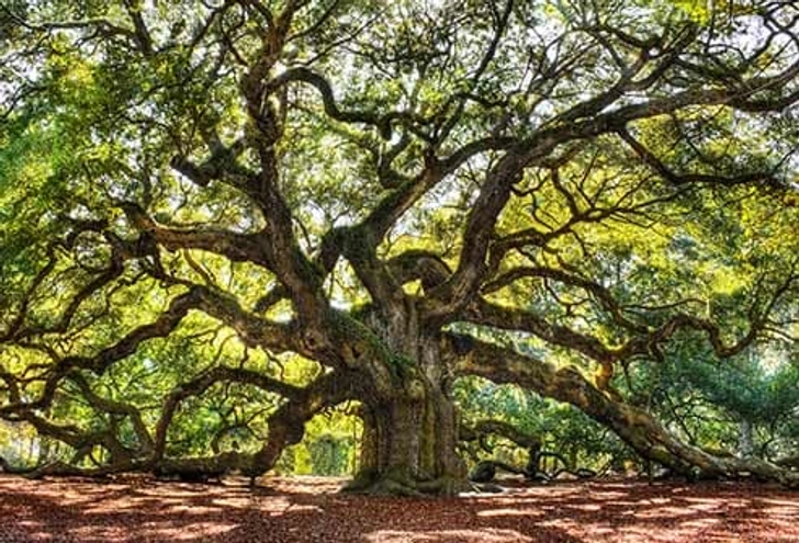 Oak