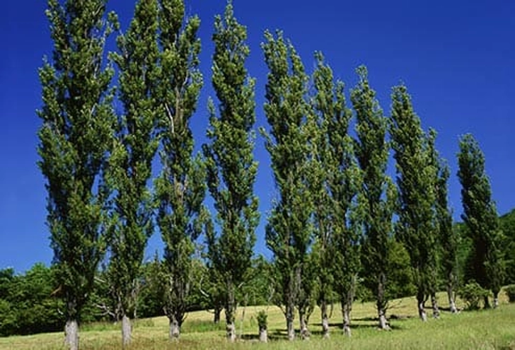 Poplar