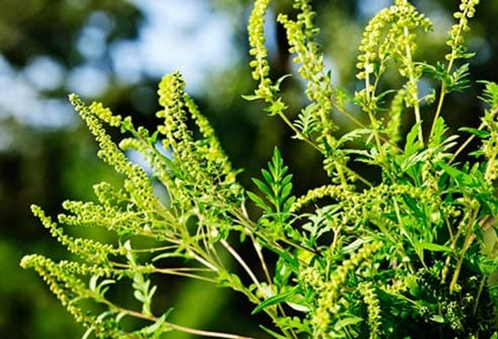 Ragweed Ragweed