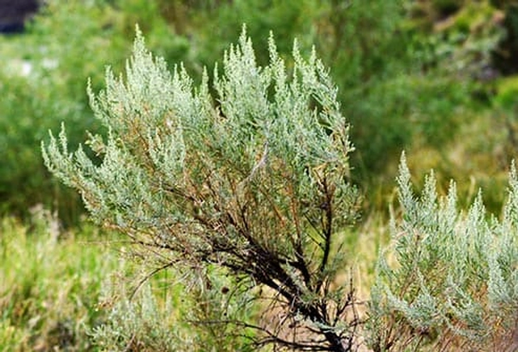 Sagebrush