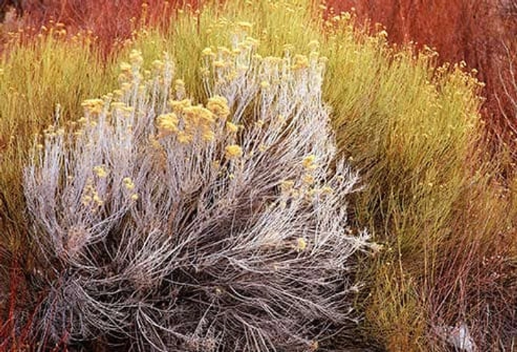 Tumbleweed