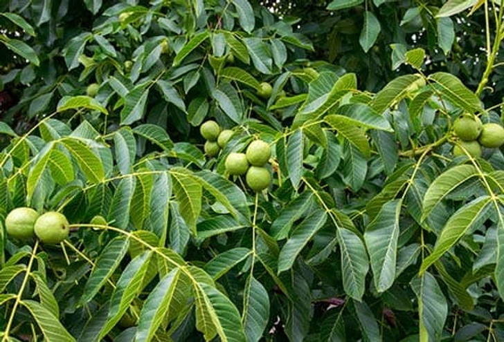 Walnut Walnut