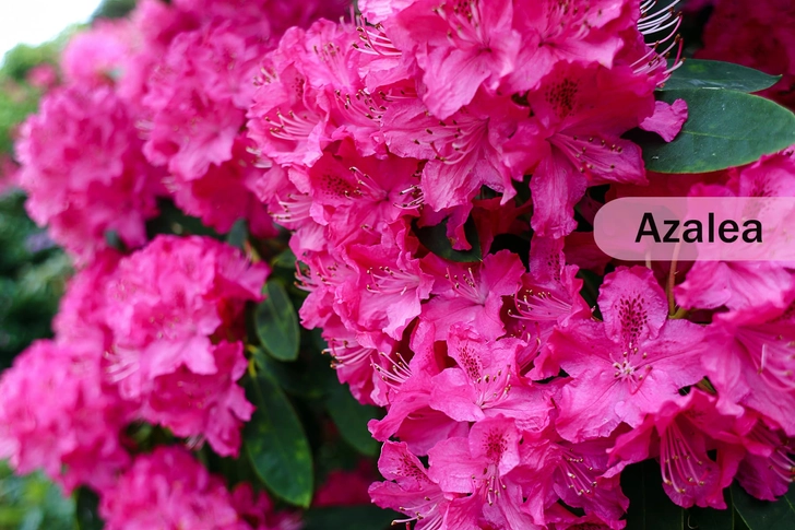 Azalea and Rhododendron Azalea and Rhododendron