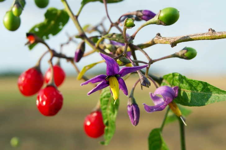 Bitter Nightshade