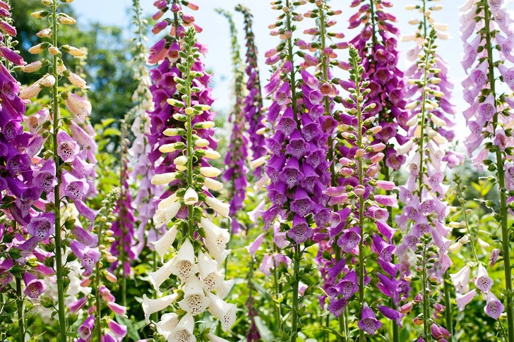 Foxglove Foxglove