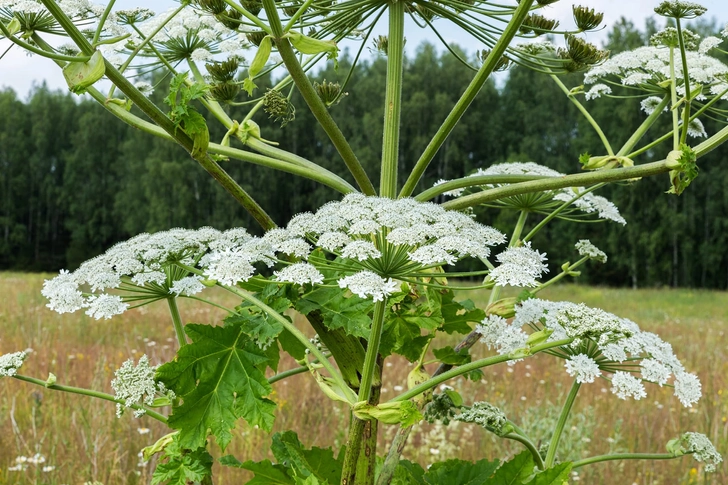 Giant Hogweed