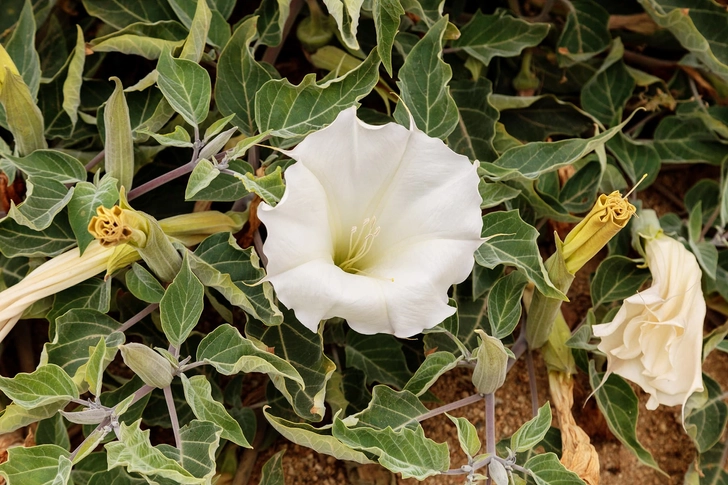 Jimsonweed