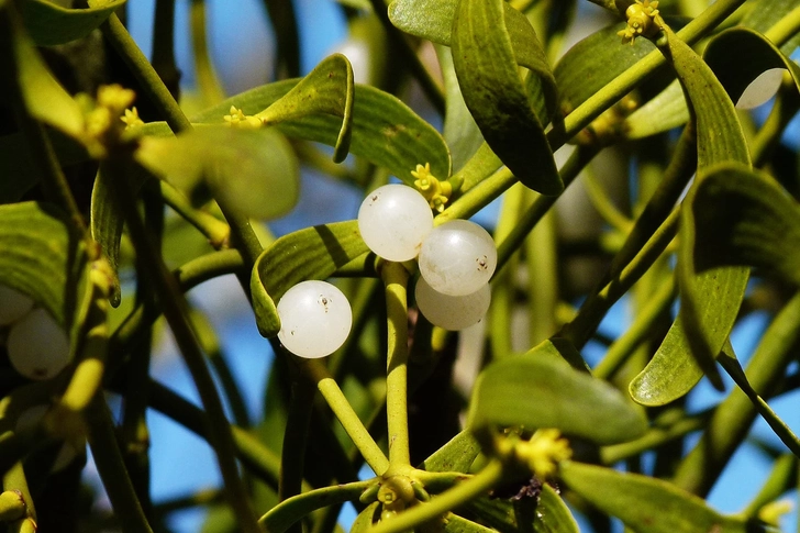 Mistletoe