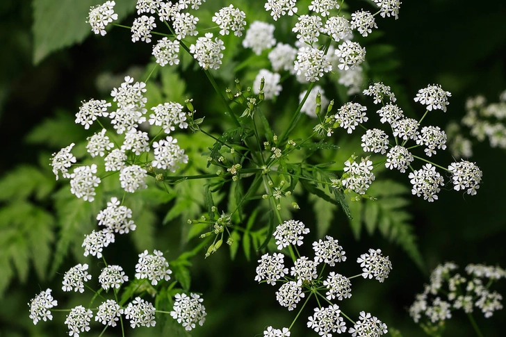 Poison Hemlock
