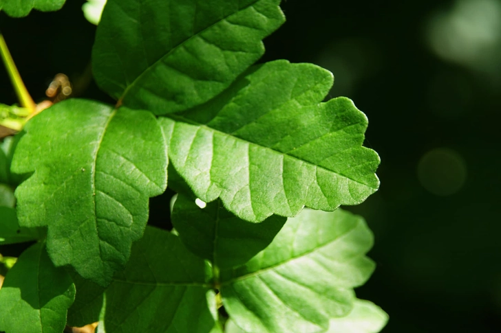 Poison Oak Poison Oak