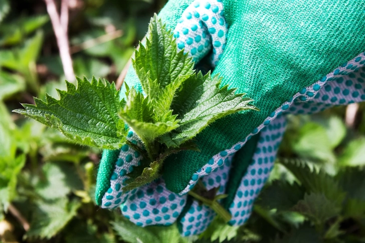 Stinging Nettle Stinging Nettle