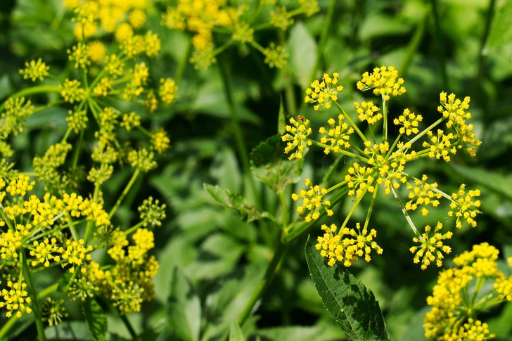 Wild Parsnip