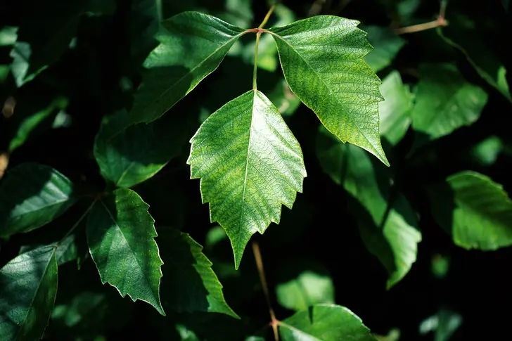 Poison Ivy