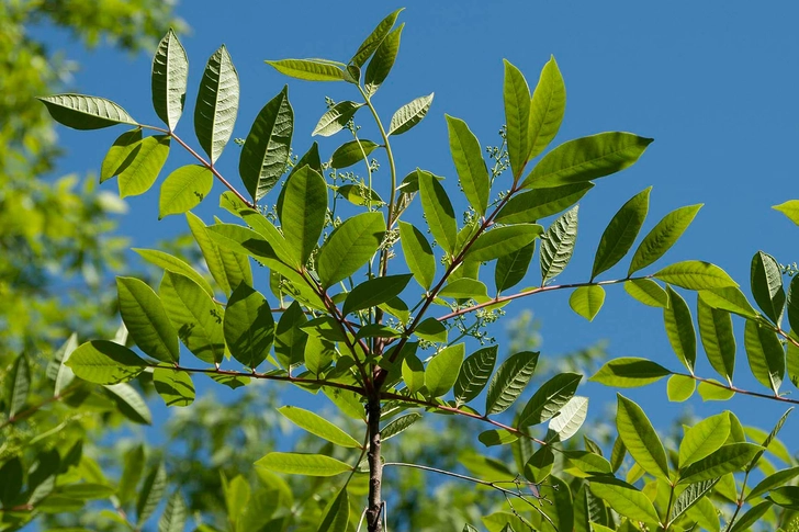 Poison Sumac