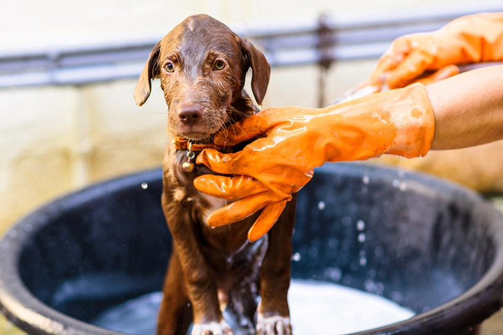Pets Don't Get the Rash Pets Don't Get the Rash