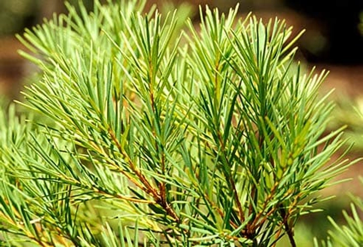 Tea Tree Oil