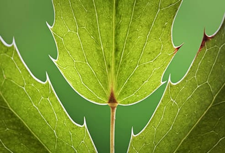 Oregon Grape