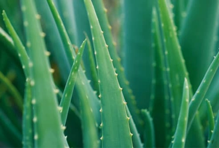 Natural Remedies Natural Remedies