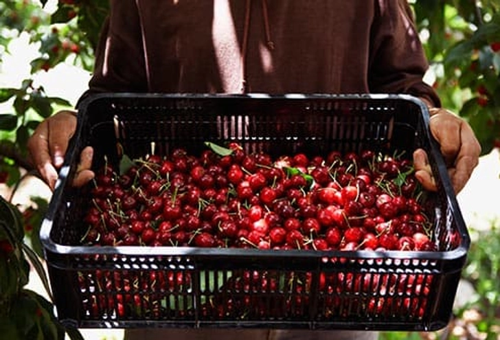 Red Cherries